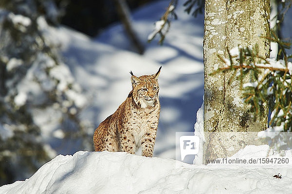 Luchs,  lynx lynx,  im Schnee,  Nationalpark Bayerischer Wald,  Bayern,  Deutschland,  Europa