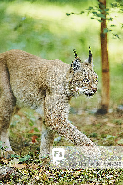 Luchs  lynx lynx  Nationalpark Bayerischer Wald  Bayern  Deutschland  Europa
