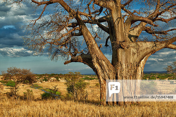 Affenbrotbaum  Tarangire-Nationalpark  Tansania  Ostafrika  Afrika