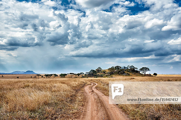 Serengeti Nationalpark  Tansania  Ostafrika  Afrika