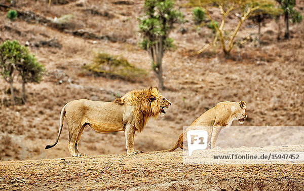 Sich paarende Löwen  Panthera leo  Serengeti Nationalpark  Tansania  Ostafrika  Afrika
