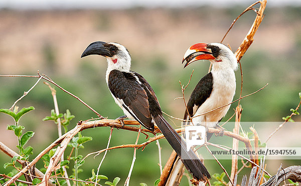 Decken-Toko  Tockus deckeni  Tarangire-Nationalpark  Tansania  Ostafrika  Afrika