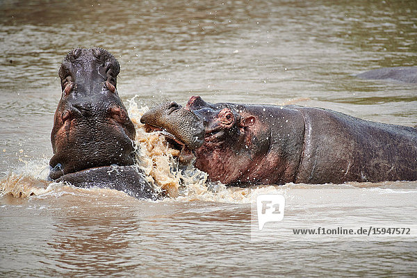 Zwei Flusspferde  Hippopotamus amphibius  Hippo-Pool  Serengeti Nationalpark  Tansania  Ostafrika  Afrika