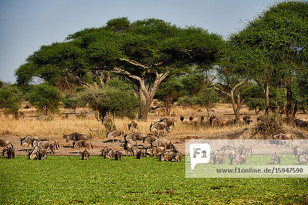 Streifengnus am Wasserloch  Tarangire-Nationalpark  Tansania  Ostafrika  Afrika