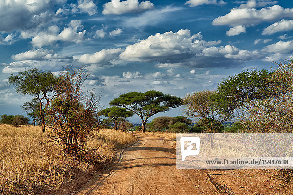 Tarangire-Nationalpark  Tansania  Ostafrika  Afrika