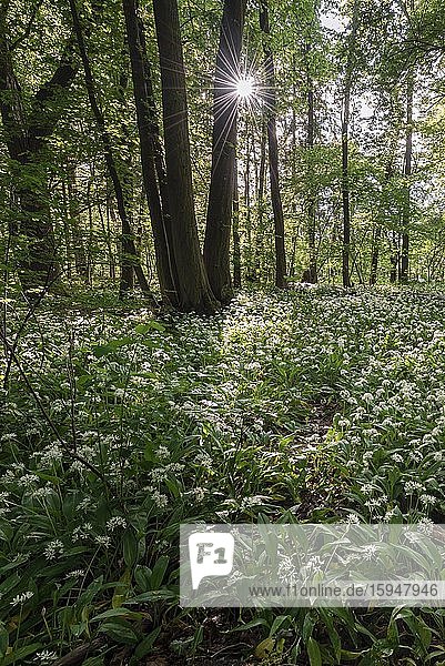 Laubmischwald im Frühling  blühender Bärlauch (Allium ursinum) auf Waldboden  Perlacher Forst  Bayern  Deutschland  Europa