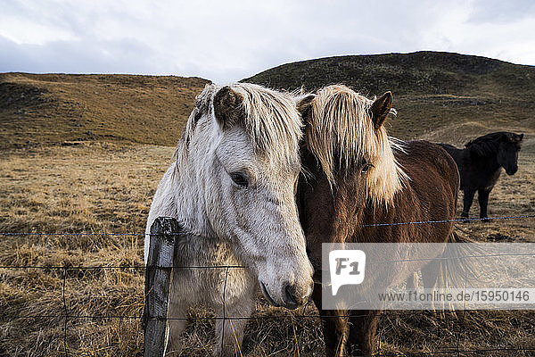Island  Porträt von zwei Islandpferden hinter einem Drahtzaun stehend