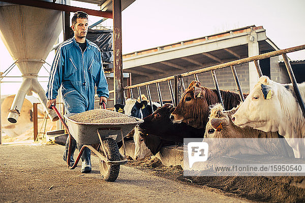 Young farmer wearing blue overall while carrying cart with calf food on his farm