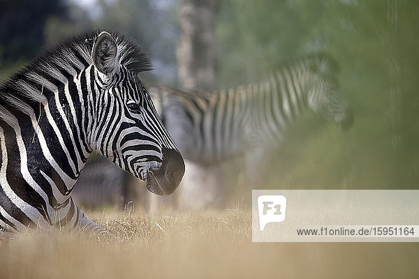 Eswatini  Porträt des Burchells-Zebras (Equus quagga burchellii)  das sich im Mlilwane Wildlife Sanctuary ausruht