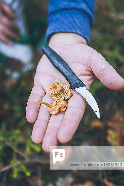 Spain  Hand of man holding kitchen knife and bunch of freshly picked yellowfoots (Craterellus tubaeformis)