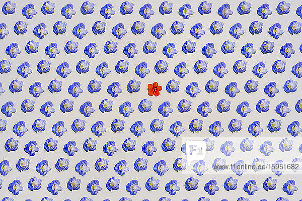 Muster aus Reihen von blauen Blütenköpfen mit einzelnen roten Blütenköpfen