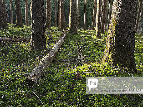 Austria  Tyrol  Lans  Fallen tree lying on mossy forest floor