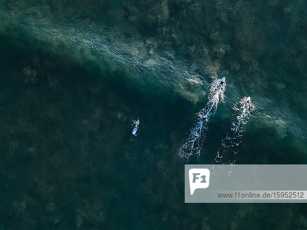 Indonesien  Bali  Seminyak  Luftaufnahme von Surfern im grünen Meerwasser