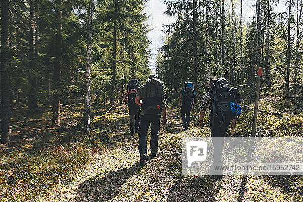 Junge Leute wandern im Wald  Sormlandsleden  Schweden