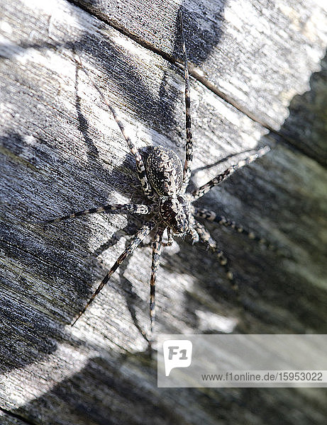 Deutschland  Nahaufnahme einer auf Holz sitzenden grauen Dictynidae-Spinne