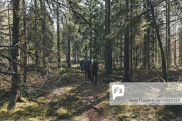 Young people hiking in forest  Sormlandsleden  Sweden