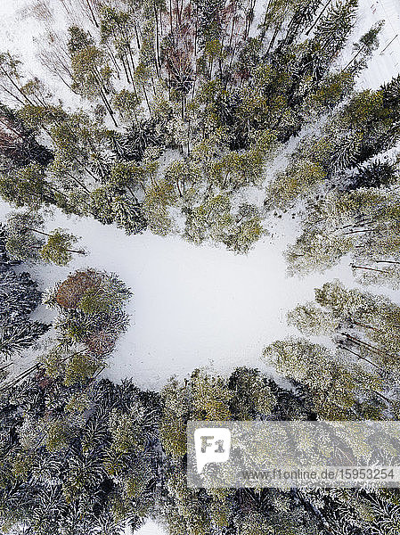 Russia  Leningrad Oblast  Aerial view of small glade in winter forest