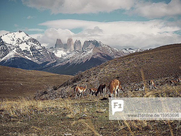 Guanacos weiden vor Torres del Paine im Hintergrund  Chile