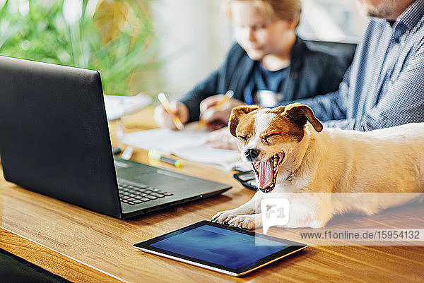Gähnender Hund liegt auf dem Schreibtisch mit Vater und Sohn im Hintergrund