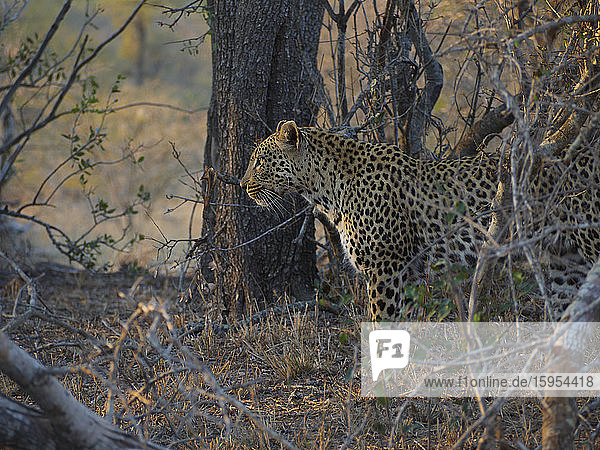 Stillstehender Leopard im Busch  Krüger-Nationalpark  Südafrika