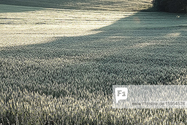 Deutschland  Bayern  Berg  Roggen (Secale cereale) Feld im Morgengrauen
