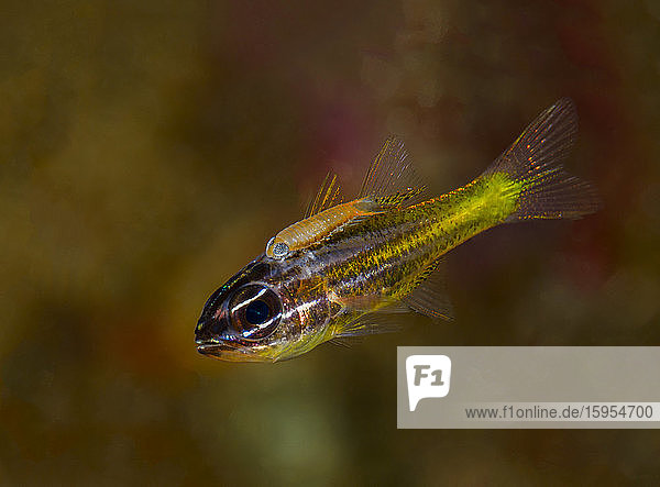 Indonesien  Unterwasserporträt von kleinen gelben Fischen