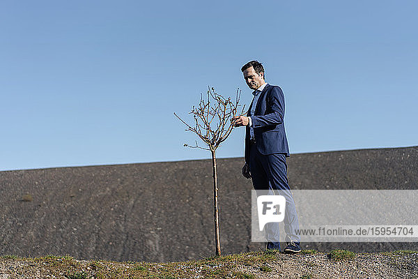 Mature businessman with a bare tree on a disused mine tip