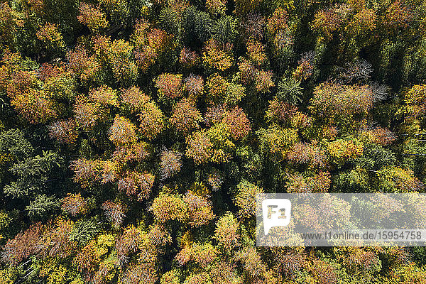 Deutschland  Baden-Württemberg  Heidenheim an der Brenz  Drohnenansicht des Herbstwaldes auf der Schwäbischen Alb