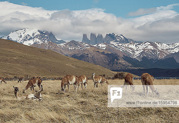 Im Hintergrund weidende Guanacos bei Torres del Paine  Chile