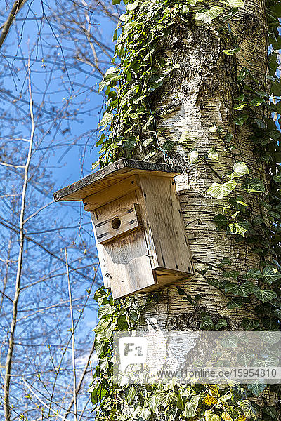 Deutschland  Tiefblick auf das im Frühjahr am Baumstamm hängende Vogelhaus