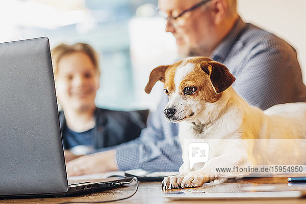 Auf dem Schreibtisch liegender Hund mit Vater und Sohn im Hintergrund