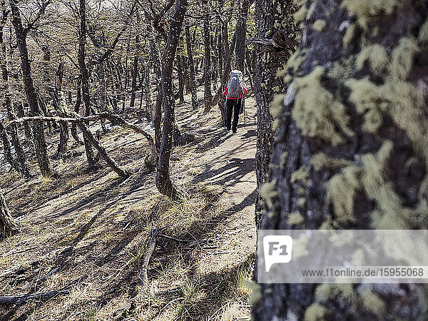 Rückansicht einer Frau mit ihrem Rucksack beim Wandern im Wald  El Chalten  Argentinien