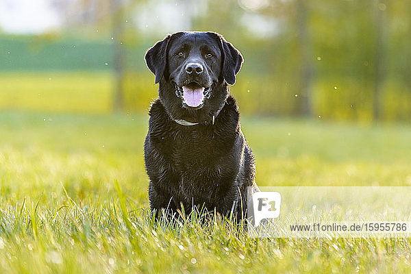 Schwarzer Labrador Retriever auf der Wiese sitzend