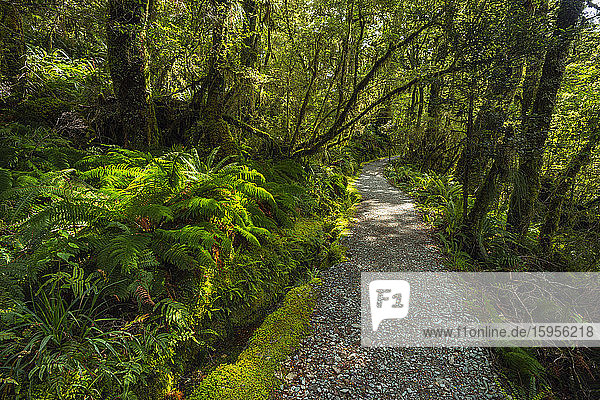 New Zealand  Southland  Te Anau  Empty forest footpath in Fiordland National Park