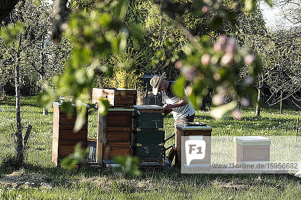 Bienenzüchter arbeiten an Bienenstöcken gegen Bäume