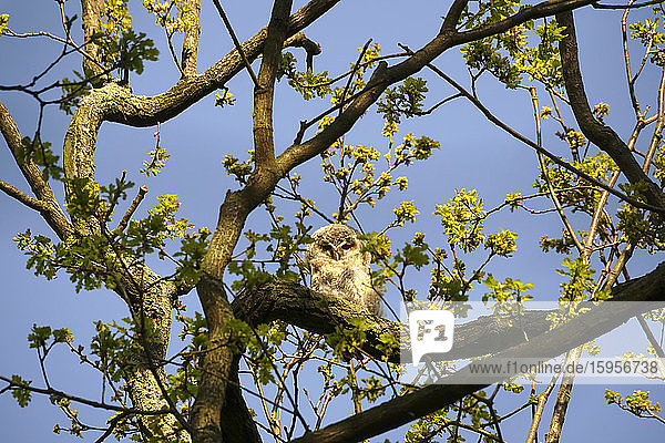 Germany  Low angle view of owlet perching on tree branch in spring
