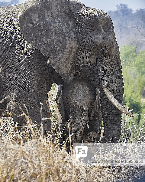 Porträt einer Elefantenmutter und ihres Babys  Krüger-Nationalpark  Südafrika