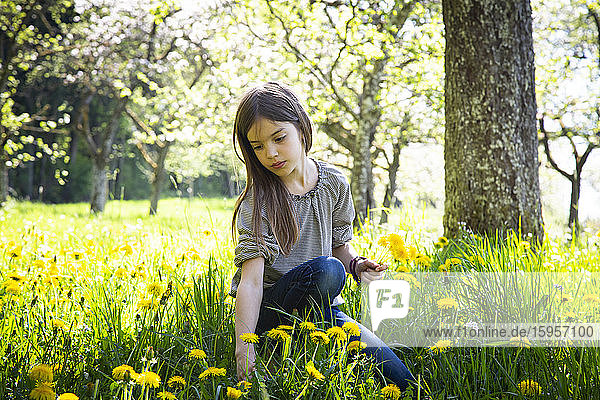 Portrait of girl picking dandelions on a meadow