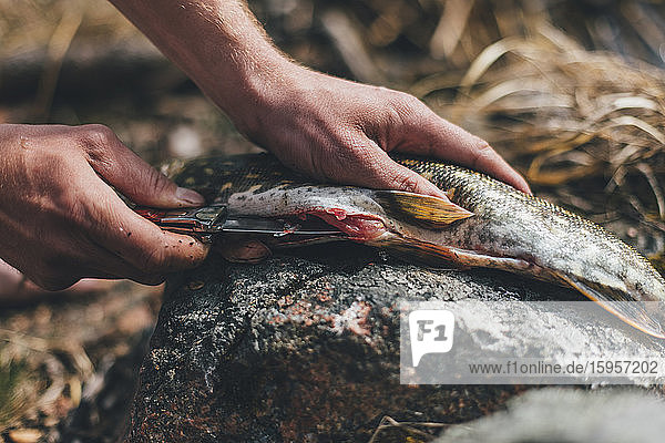 Young man gutting fish at lakeshore