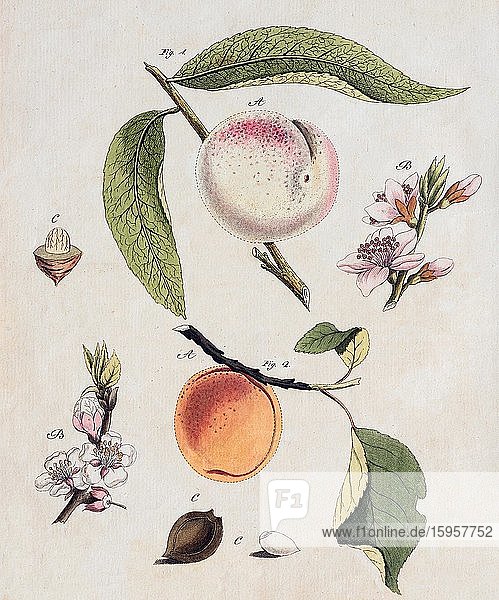 Pfirsich (Prunus persica) und Aprikose (Prunus armeniaca) handkolorierter Kupferstich aus Friedrich Justin Bertuch Bilderbuch für Kinder 1798 Weimar Deutschland Europa