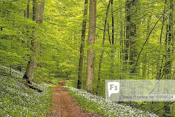 Wanderweg durch Rotbuchenwald (Fagus sylvatica)  mit blühendem Bärlauch (Allium ursinum)  Wildnispark Sihlwald  Kanton Zürich  Schweiz  Europa