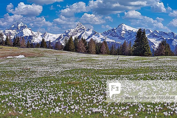 Maiensäss mit blühenden Krokussen  dahinter die schneebedeckten Berge Piz Ela  Corn da Tinizong  Piz Mitgel  Davos  Kanton Graubünden  Schweiz  Europa