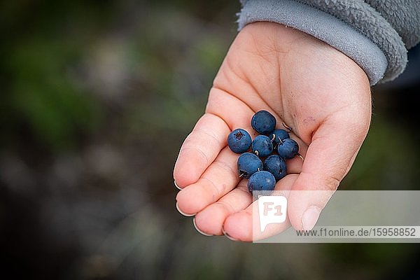 Child's hand holding ripe blueberries  blueberries (Vaccinium myrtillus)  Southern Iceland  Iceland  Europe
