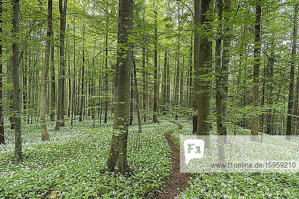 Blühender Bärlauch (Allium ursinum)  Weg  Buchenwald  Sihlwald bei Zürich  Kanton Zürich  Schweiz  Europa