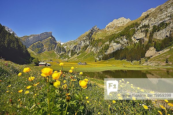 Blühende Sumpfdotterblumen (Caltha palustris)  am Seealpsee  hinten der Säntis  Alpstein  Kanton Appenzell  Schweiz  Europa
