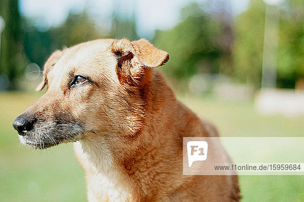 Porträt eines älteren Hundes mit kurzem goldenem Fell und grauer Nase.