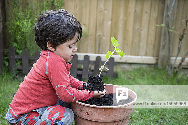 Ein kleiner Junge in einem Garten der einen Sonnenblumenkeimling in einen Pflanztopf pflanzt.