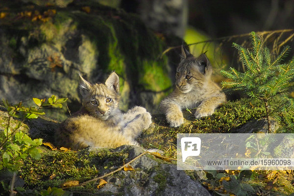Zwei junge Luchse ruhen sich im Wald aus  Nationalpark Bayerischer Wald  Bayern  Deutschland