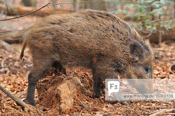 Nahaufnahme eines Wildschweins (Sus Scrofa) bei der Futtersuche im Wald
