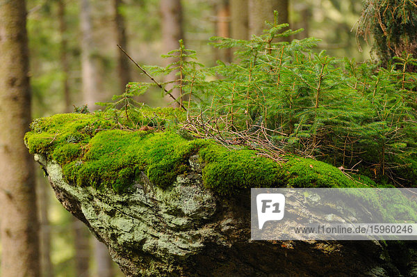 Nahaufnahme der Moss auf Stein  Nationalpark Bayerischer Wald  Bayern  Deutschland